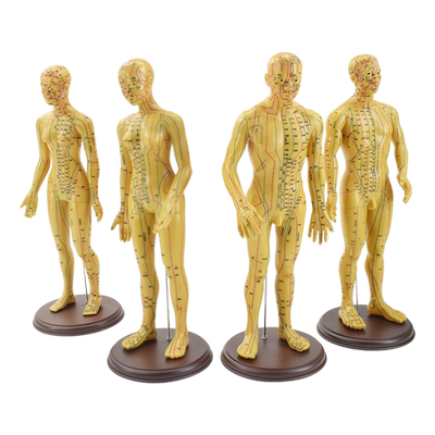 中医50CM针灸穴位人体模型假人