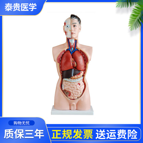 泰贵医学XC201男性躯干模型19件85CM人体解剖结构半身仿真附内脏可拆卸教学研究假人体模型