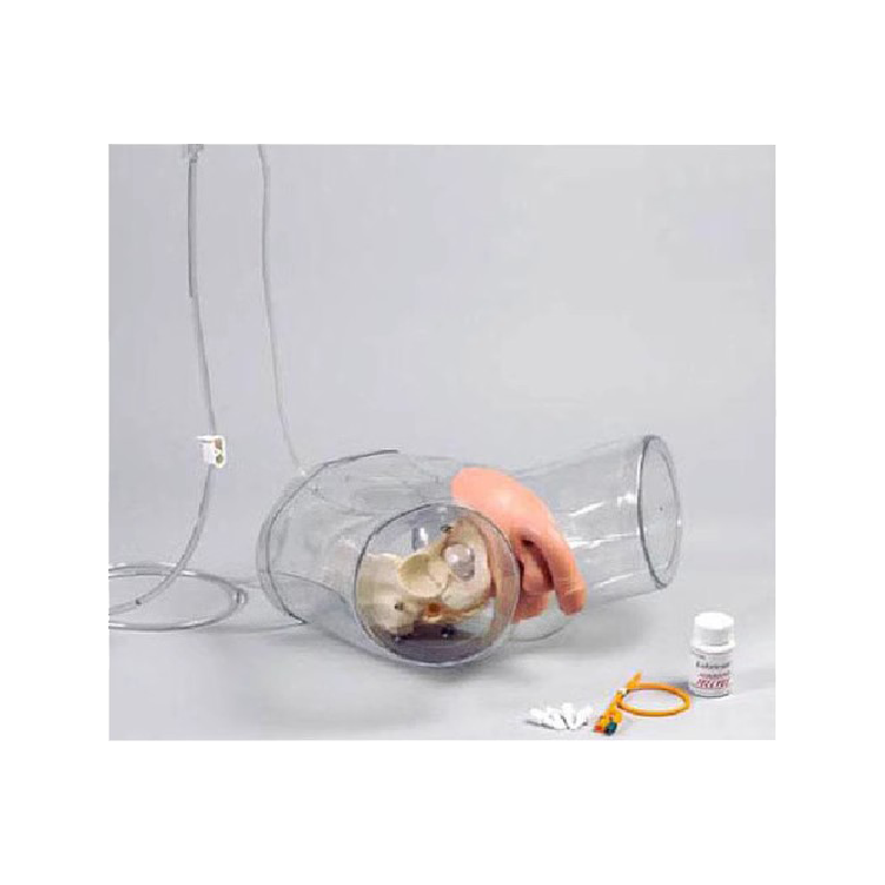 泰贵H16E泰贵医学男女生殖器模型