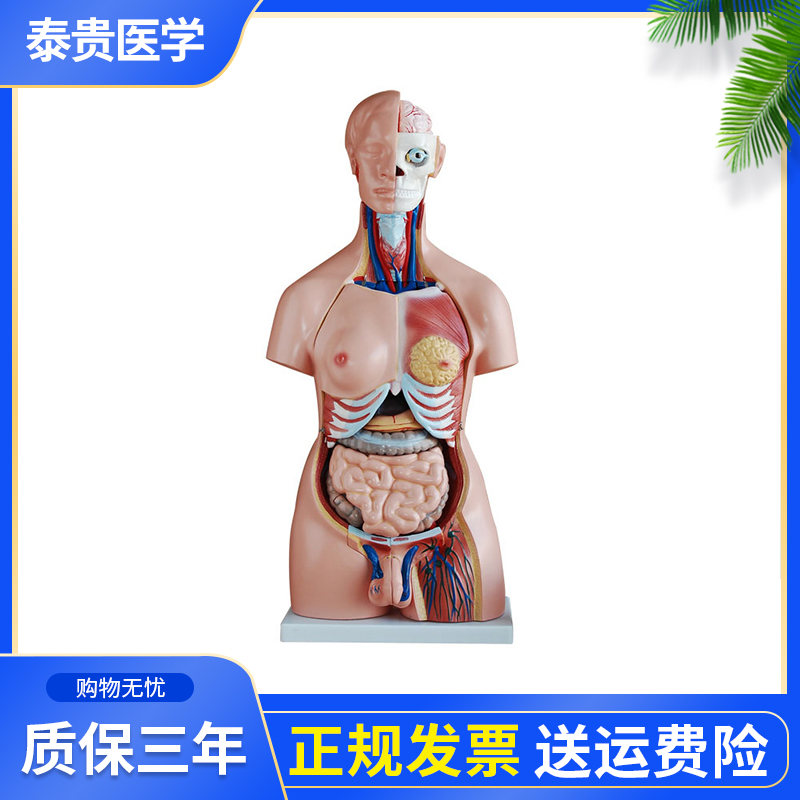 泰贵医学XC208两性躯干模型40件85CM人体解剖结构可拆分附内脏 男女生殖器互换 子宫带胎儿教学仿真半身模型