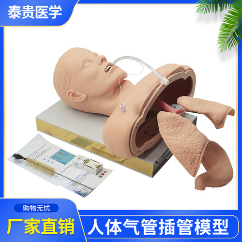 泰贵医学人体气管插管训练模型