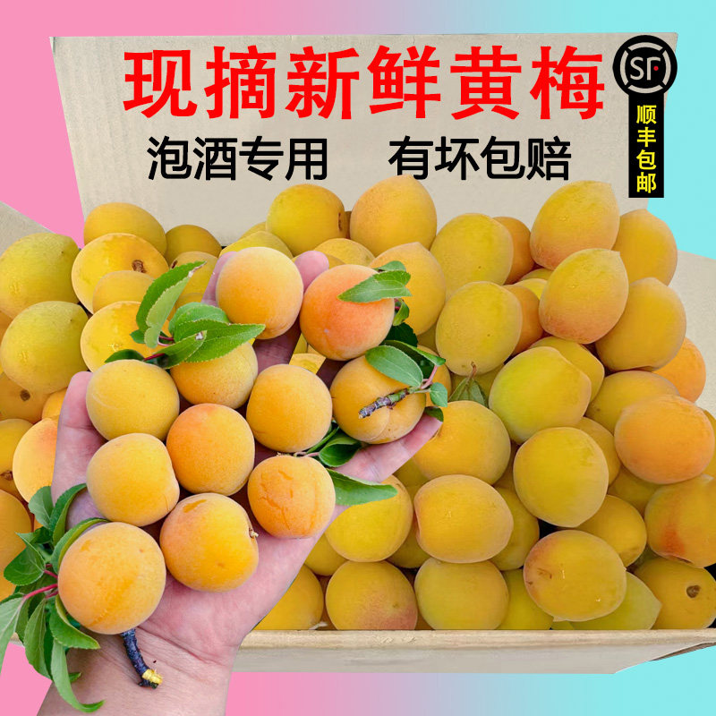 顺丰包邮高山树熟黄梅果新鲜青梅鲜果诏安现摘泡酒酸梅子果酱酵素