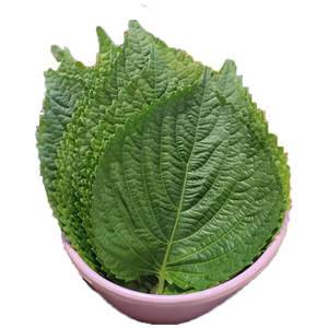 新鲜蔬菜苏子叶东北特产紫苏叶蘸酱菜烤肉煎肉韩式料理可食用包邮