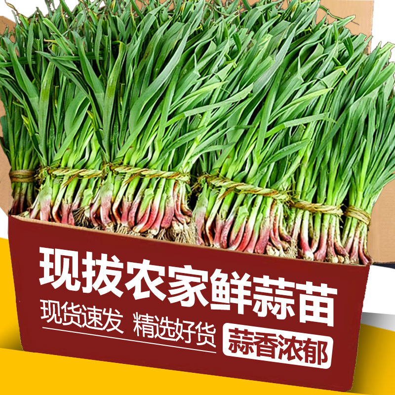 香蒜叶当季蔬菜新鲜现挖农家红头红根蒜苗新鲜紫皮大蒜苗青蒜苗,水产肉类/新鲜蔬果/熟食,大蒜,淘宝优惠券,粉丝福利购,淘宝优惠卷
