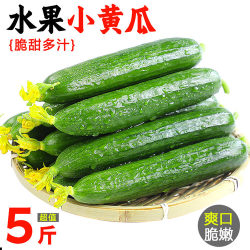 新鲜小黄瓜现摘当季荷兰水果小青瓜甜时令蔬菜整箱山东旱生吃包邮