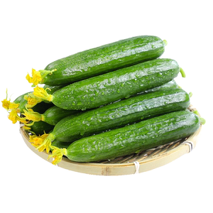 新鲜小黄瓜5斤整箱当季荷兰水果小青瓜时令蔬菜山东旱生吃10包邮3
