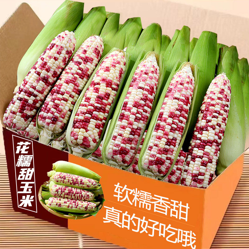 现摘花糯玉米新鲜当季整箱甜玉米棒子苞谷粒水果玉米蔬菜软糯5斤