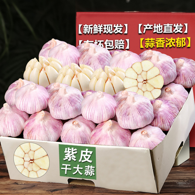 大蒜2026新新鲜干大蒜头非独头紫红皮大蒜种籽干蒜装白皮新鲜现挖