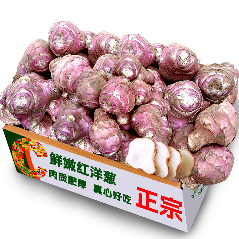 红洋姜新鲜野生鬼子姜不辣农家蔬菜酱腌菜泡菜种姜菊芋现挖生洋姜
