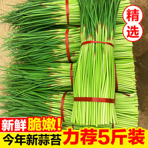 现拔蒜苔5斤新鲜红帽青蒜薹农家3蔬菜应当季自种10蒜台嫩蒜苗山东