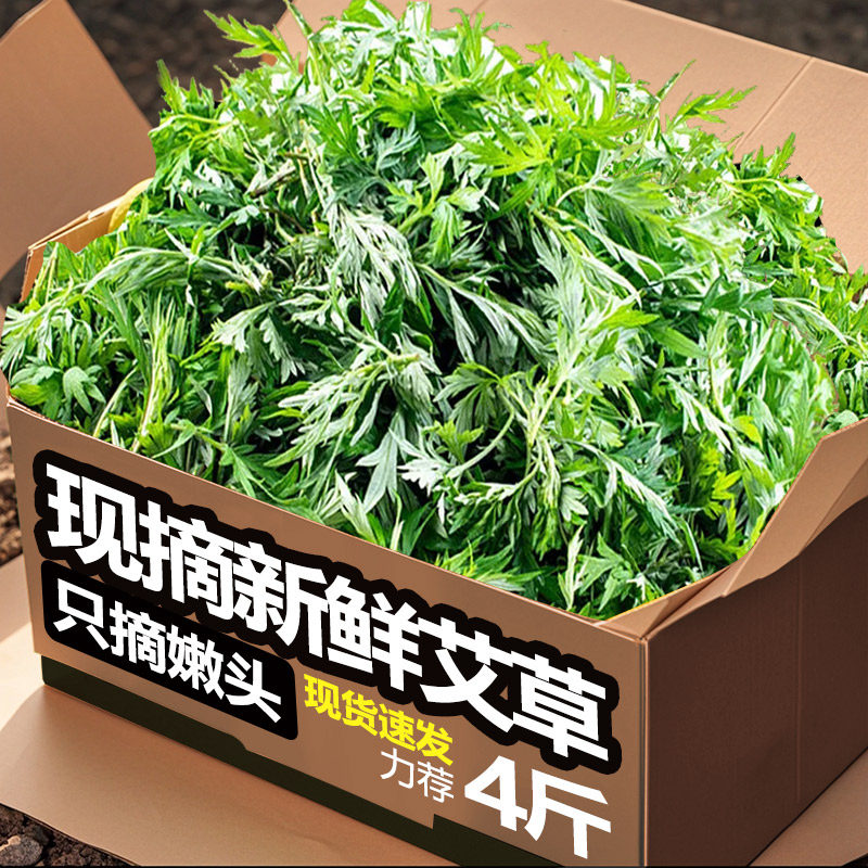 艾草新鲜现摘可食用当季生艾叶糍粑野生食用清明草青团生艾叶草