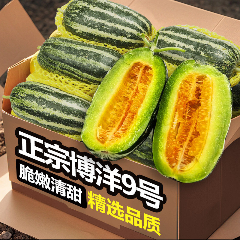 正宗博洋9号甜瓜新鲜现摘水果当季整箱山东羊角九号甜脆头茬甜瓜