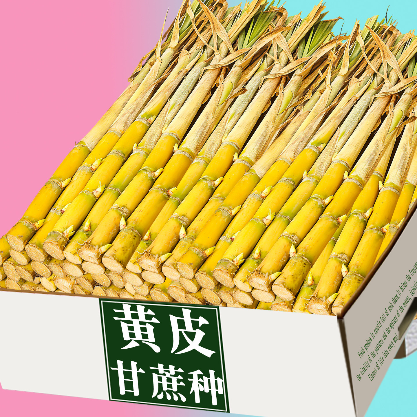 广西黄金甘蔗苗种带芽黄皮甘蔗种节阳台盆栽水果南北方四季可种植