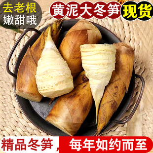 新鲜现挖冬笋黄泥竹笋新鲜蔬菜笋雷笋腌笃鲜毛笋春甜笋整箱包邮
