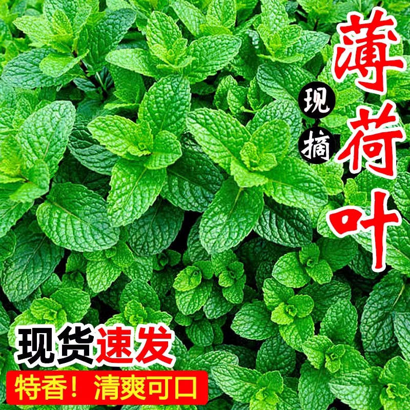 【天猫精选】100%好评，鲜薄荷叶