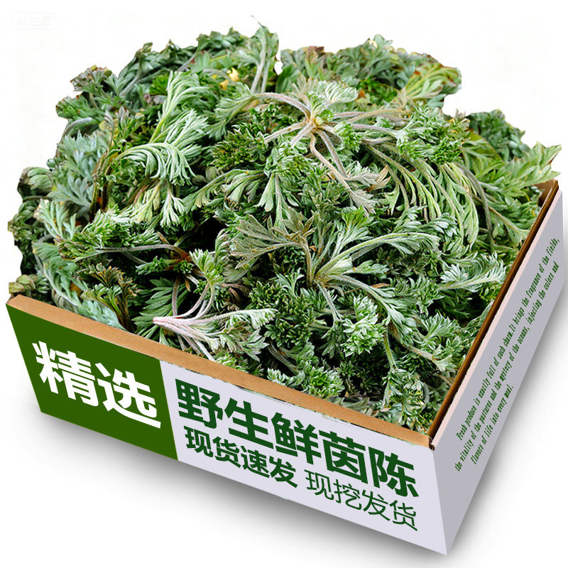 新鲜茵陈野生绵茵陈现挖正品白蒿嫩芽整箱秦岭原产地野菜顺丰包邮