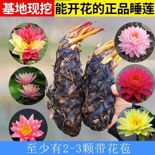 睡莲荷花盆栽带苞四季开花大根