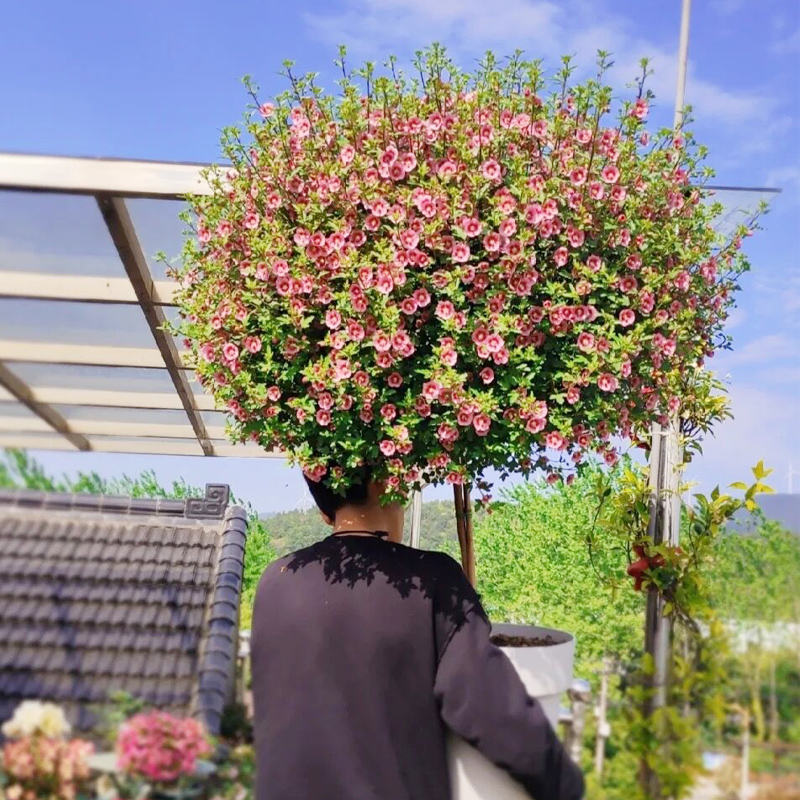 小木槿棒棒糖花卉盆栽耐寒耐热四季开花树绿植物庭院阳台多季勤花