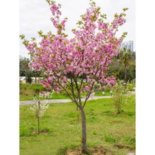 绚丽海棠花树苗盆栽四季西府海棠花庭院阳台耐寒花卉植物垂丝海棠