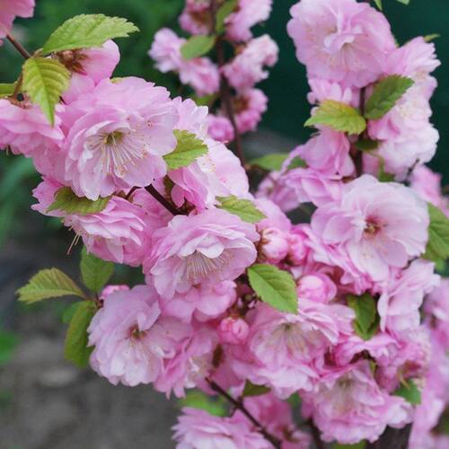 重瓣榆叶梅花树苗盆栽阳台庭院耐寒花卉植物四季浓香郁李花苗盆栽