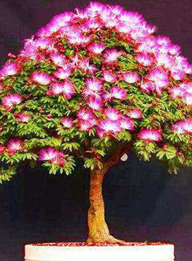 合欢树苗小盆景素材庭院阳台观花植物桌面盆栽合欢花小树桩耐寒花