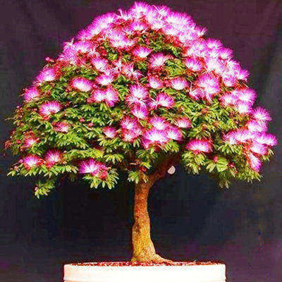 合欢树苗小盆景素材庭院阳台观花植物桌面盆栽合欢花小树桩耐寒花