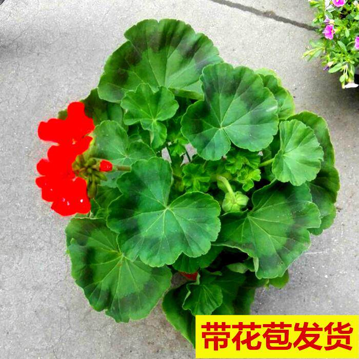 天竺葵花苗盆栽重瓣天竺葵苗臭海绣球/木绣球/圆锥乔