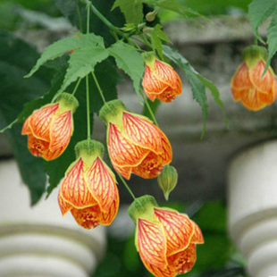 灯笼花风铃扶桑花纹瓣悬铃花金铃花盆栽苗风玲花植物倒挂金钟花卉