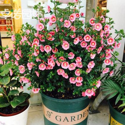 小木槿花卉盆栽棒棒糖耐寒耐热庭院室内阳台四季开花好养植物大全