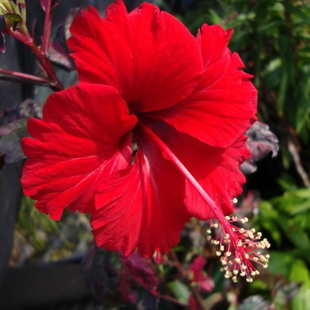 四季开花花卉绿植盆栽芙蓉朱槿花苗木槿牡丹大花绣球重瓣扶桑花苗