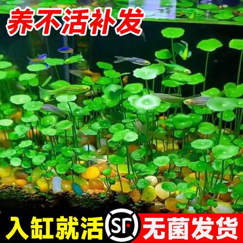 铜钱草鱼缸专用花盆水草水栽大叶水培植物铜钱草好水养植物金钱草