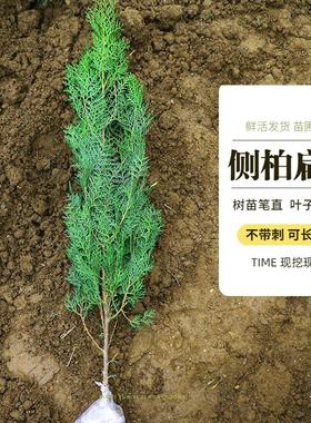 扁柏树苗 侧柏枝树苗塔柏大松柏树苗塔松龙柏叶子可熏腊肉四季青