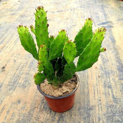千手观音盆栽植物室内阳台绿植花卉防辐射仙人掌类千佛手多肉植物
