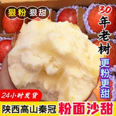 粉面沙甜苹果陕西红秦冠苹果老人婴儿孕妇刮果泥吃新鲜9 包邮