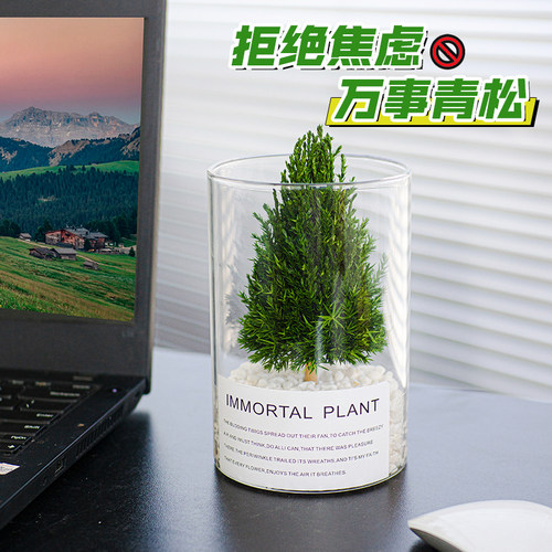 放青松桌面摆件解压礼物