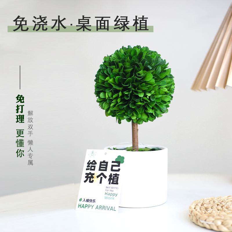 无需浇水的永生小绿植