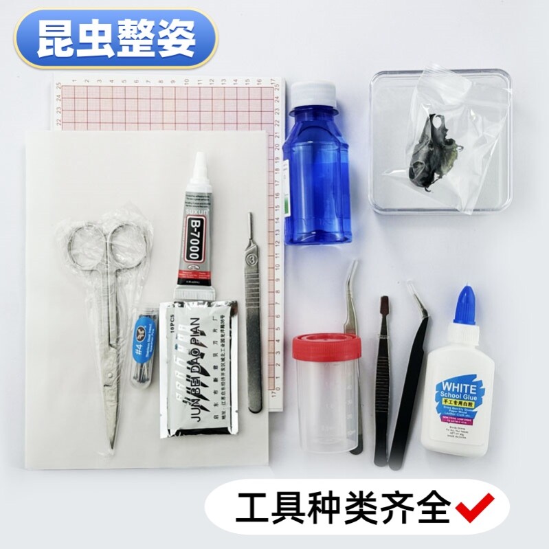 昆虫整姿工具标本制作蝴蝶甲虫图片