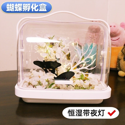 宠物蝴蝶蛹可孵化昆虫笼科学实验