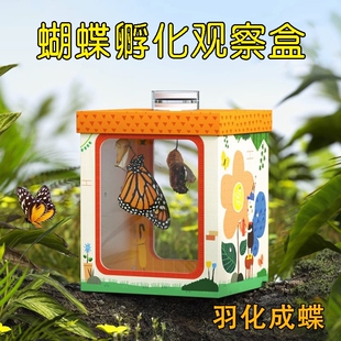 真蝴蝶蛹可孵化昆虫观察盒多种无毒可孵化亲子观察科普研学儿童