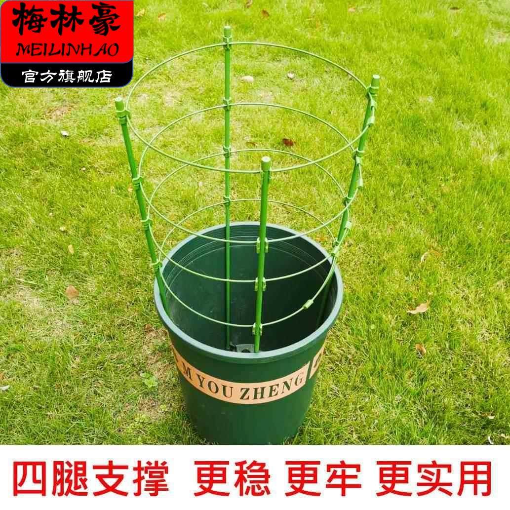 花围圈新型爬藤架花盆围圈绑花支架植物固定花支架托杆飘香藤花绿