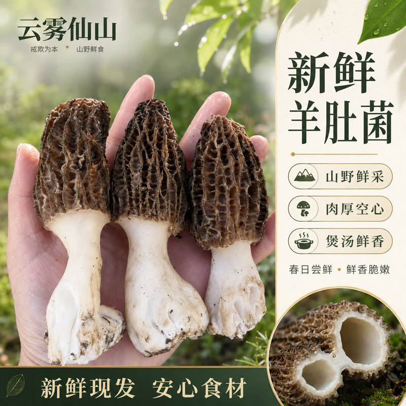 2026新鲜羊肚菌鲜货500g现摘当季特级牛肚蘑菇非干货竹荪牛肝菌菇