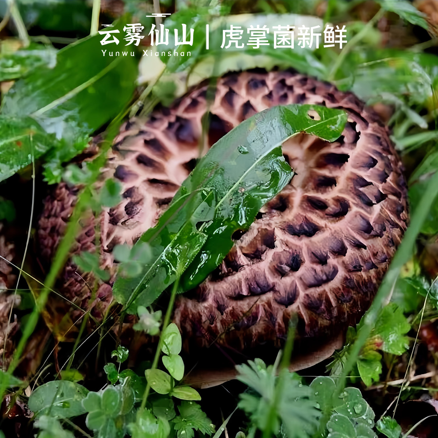 黑虎掌菌新鲜500g 野生菌獐子菌煲汤火锅菌菇干货食用菌 发顺丰