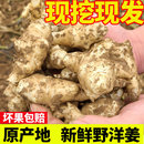 现挖野洋姜5斤新鲜农家蔬菜腌制鬼子姜生菊芋头泡菜腌菜菊姜9斤