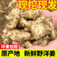 现挖野洋姜5斤新鲜农家蔬菜腌制鬼子姜生菊芋头泡菜腌菜菊姜9斤