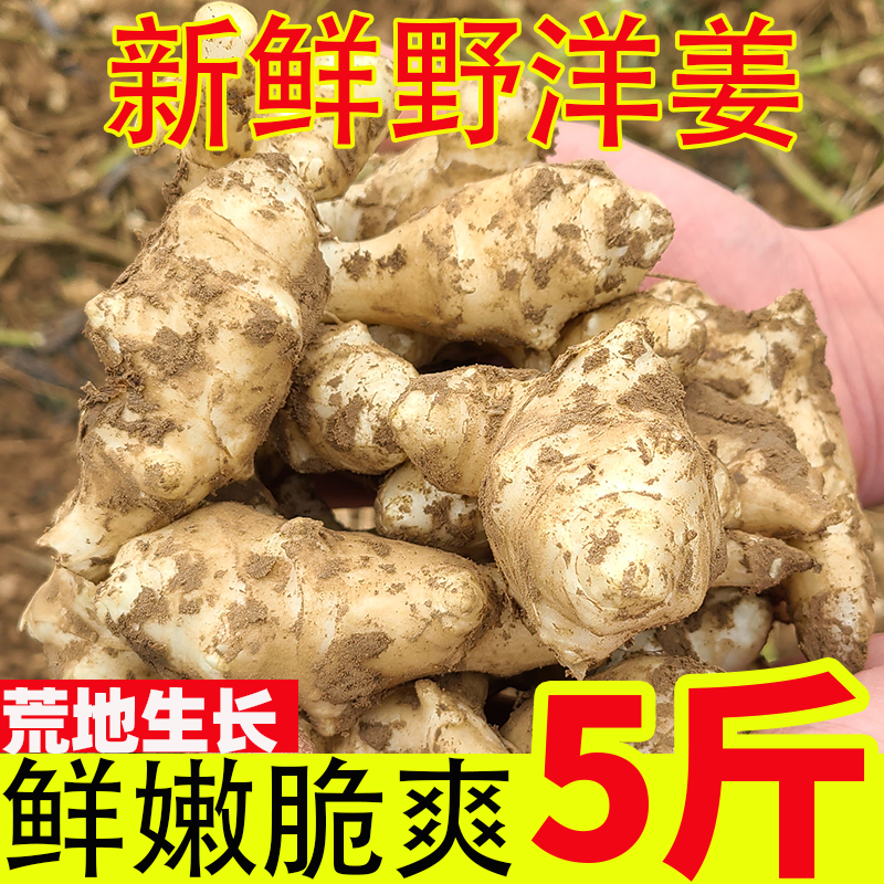 新鲜洋姜现挖现发，产地直发