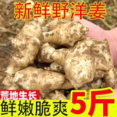 鬼子姜生菊芋头农家姜不辣腌制泡菜 9斤装 新鲜现挖 野洋姜5斤