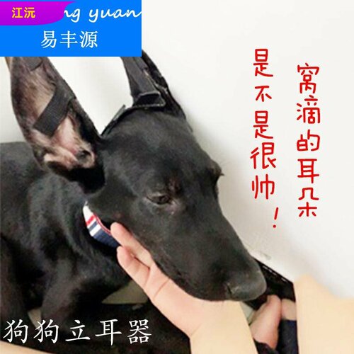 柯基立耳器狗价格 柯基立耳器狗图片 星期三