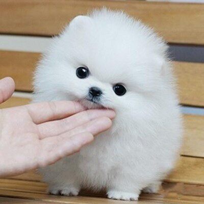 出售纯种博美犬幼犬精品茶杯博美俊介犬家养可爱小型犬博美宠物狗