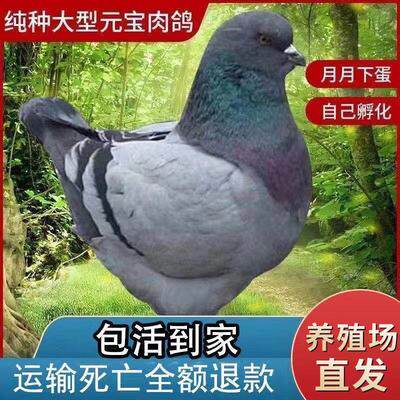 鸽子可张八斤左右，包活到家