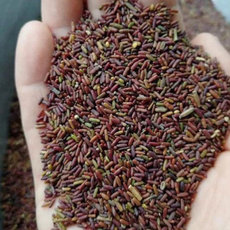 小冠花种子 多年生四季播种开花绿肥植物花籽 花草植物